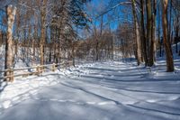 an image of a snowy trail in the woods by itself for background use in your design