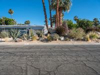 Sonora Desert: Clear Skies in California