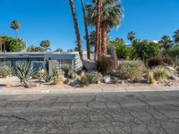 Sonora Desert: Clear Skies in California