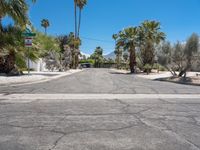 Sonora Desert in Palm Springs: Mid-Century Vibes