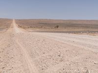 a horse running down a desert road in the distance is hills and dry grass to the left of the image