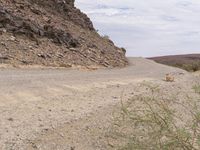 Endless Road in South Africa: Brown Landscape