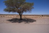 a tree growing near a desert with a blue sky in the background, viewed from a moving vehicle