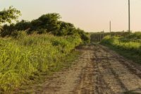 a cow is walking down a dirt road near grass and trees on a clear day