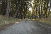 South Island, New Zealand Forest Path 001