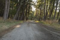 South Island New Zealand Forest Path