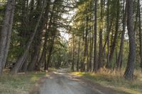 South Island New Zealand Forest Path 003