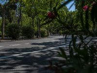 Spain's Urban Alleyway: A Shadowed Tree in the City