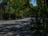 Spain's Urban Alleyway: A Shadowed Tree in the City