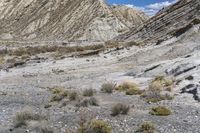 there are many plants growing out of the side of the desert cliffs and valleys near a stream