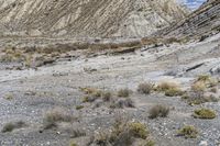 there are many plants growing out of the side of the desert cliffs and valleys near a stream