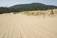 a surf board in the sand near a forest of pine trees, dunes, and scrubby