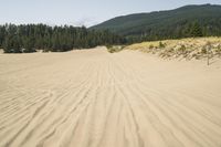 a surf board in the sand near a forest of pine trees, dunes, and scrubby