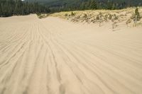 a surf board in the sand near a forest of pine trees, dunes, and scrubby