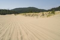 a surf board in the sand near a forest of pine trees, dunes, and scrubby