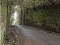 Spain Forest Day Gloomy Road Nature