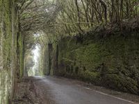 Spain Forest Day Gloomy Road Nature