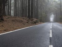 a road in the middle of forest with fog on it and trees near the side