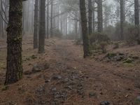 a trail running through a forest filled with trees and rocks in the fog, near a dead dog