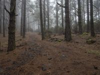 a trail running through a forest filled with trees and rocks in the fog, near a dead dog