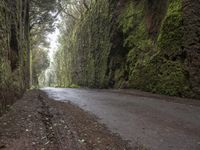 Spain Landscape Forest Fog 001