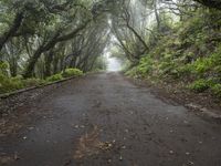 an empty path leads into the foggy, tree - covered mountain top area of the park