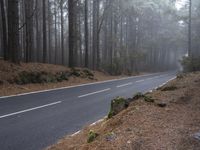 the empty road is winding along a forested area in the foggy woods next to the mountains