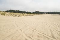 a surf board in the sand near a forest of pine trees, dunes, and scrubby