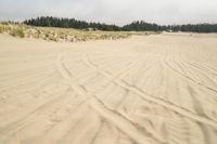 a surf board in the sand near a forest of pine trees, dunes, and scrubby