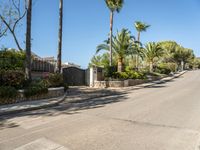 a quiet residential street in the suburbs of california, usa with palm trees lining either lane and bushes surrounding it