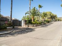 a quiet residential street in the suburbs of california, usa with palm trees lining either lane and bushes surrounding it