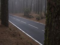 a road surrounded by trees in the middle of a forest in foggy weather a tree line leads up the left side