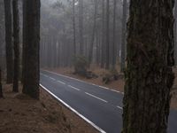 a road surrounded by trees in the middle of a forest in foggy weather a tree line leads up the left side