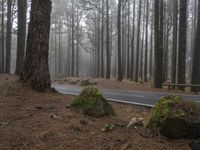 a road through the woods, in the fog with trees around it and moss covered rocks