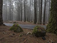 a road through the woods, in the fog with trees around it and moss covered rocks