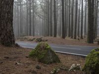 a road through the woods, in the fog with trees around it and moss covered rocks