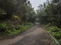 a person riding a bicycle on a road in the forest, surrounded by trees and bushes