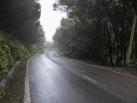 wet road with a tree lined side way in the background in an outdoors setting with fog