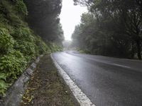 wet road with a tree lined side way in the background in an outdoors setting with fog