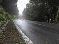 wet road with a tree lined side way in the background in an outdoors setting with fog