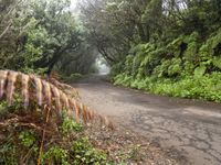 a dirt path surrounded by vegetation on both sides of a road with trees on each side and leaves on the pavement