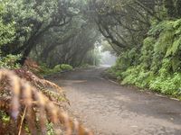 a dirt path surrounded by vegetation on both sides of a road with trees on each side and leaves on the pavement