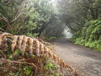 a dirt path surrounded by vegetation on both sides of a road with trees on each side and leaves on the pavement