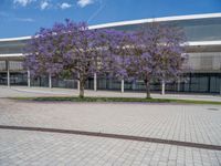 several purple trees line a street in front of a building with blue and white tiles