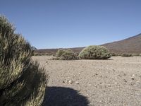 a few small bushes in a desert plain with rocks and other objects near the top