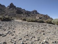 dry vegetation and rocks are on an arid landscape with a mountain behind them on a clear day