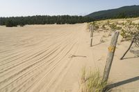 a surf board in the sand near a forest of pine trees, dunes, and scrubby