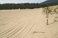 a surf board in the sand near a forest of pine trees, dunes, and scrubby