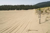 a surf board in the sand near a forest of pine trees, dunes, and scrubby