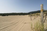 a surf board in the sand near a forest of pine trees, dunes, and scrubby